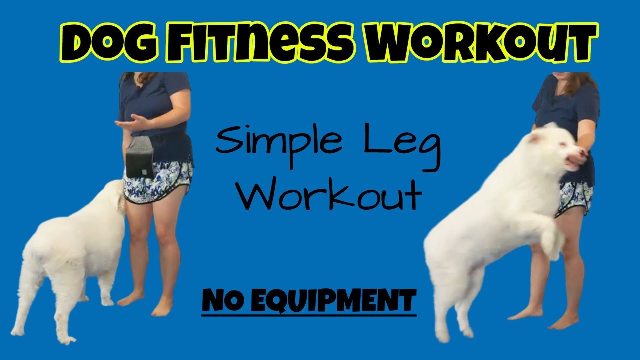 Dog Fitness Leg Workout, No Equipment!