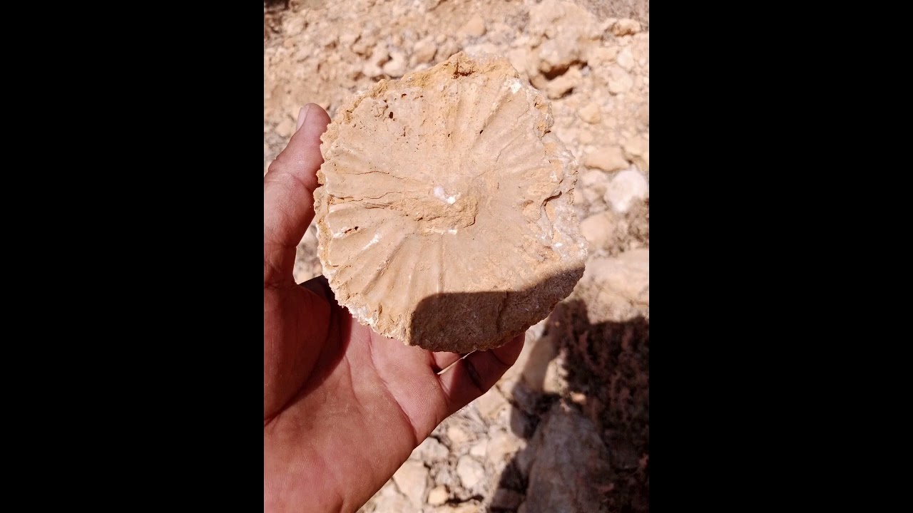 Rudist Deniz Fosiller Malatya / Kuluncak / İlisuluk Köyü - Fettah Akdaş