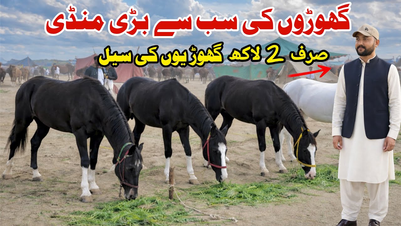 Horse Market Pakistan | Horse For Sale | Ghoda Mandi 2026 | Horse Mandi Pakistan | talha ghouri vlog