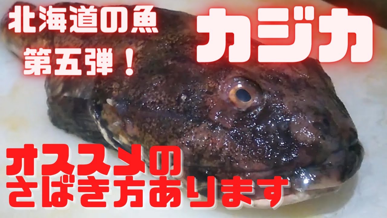 【北海道の魚屋】カジカはこの捌き方がおすすめです
