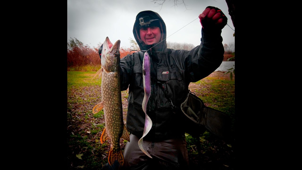 40cm Real Eel line thru rig