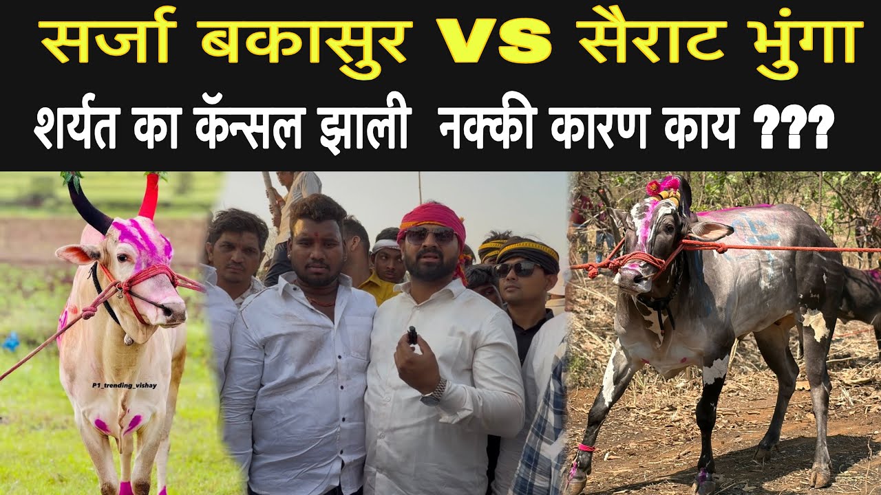 सर्जा बकासुर VS सैराट भुंगा  प्रेक्षणीय शर्यत जमली होती (मिलिंद शेठ पाटील होईल शेठ यांची मुलाखत