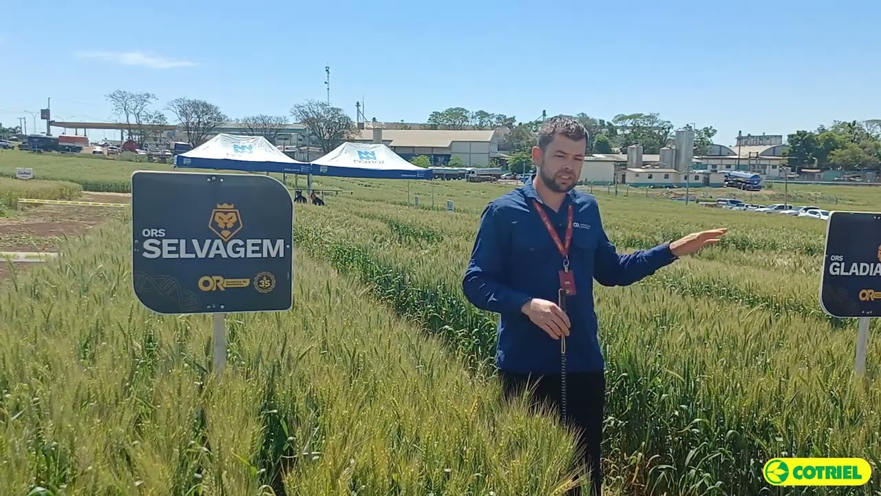 OR Sementes apresenta cultivares na tarde de campo de trigo da Cotriel