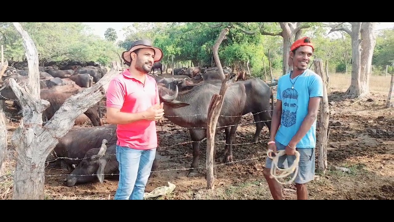 සුපිරි කිරි මී කිරි - milk