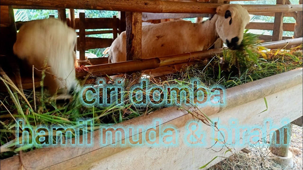 ciri ciri domba hamil muda