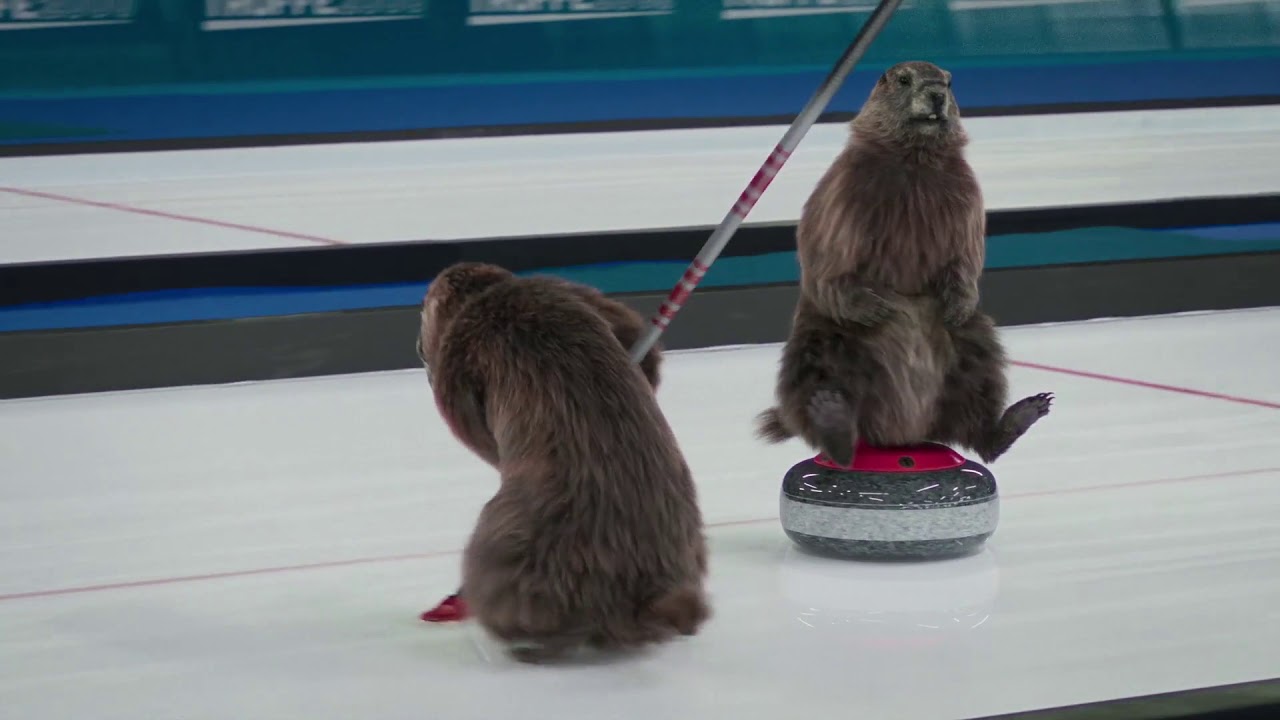 Marmotta curling