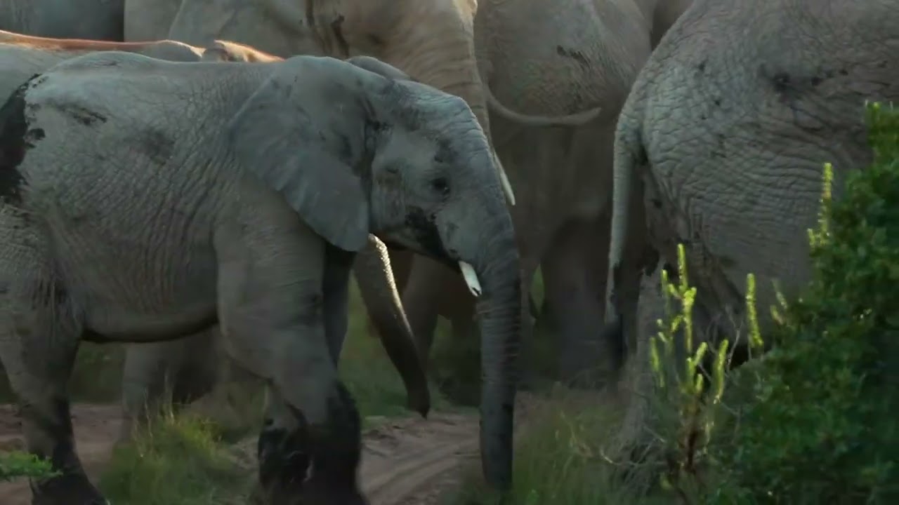 Meet Our Newest Little Ellie at Amakhala Game Reserve!
