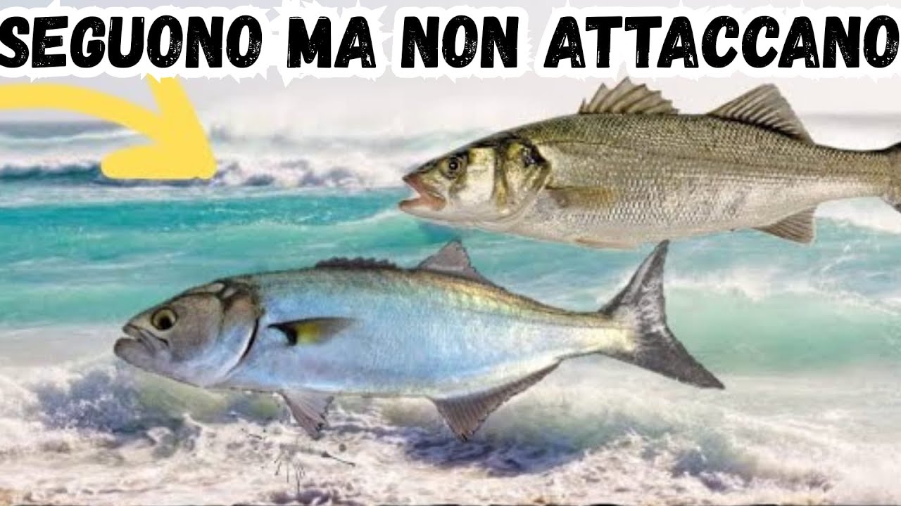 I SERRA seguono l'ESCA ma non attaccano? ECCO cosa puoi FARE