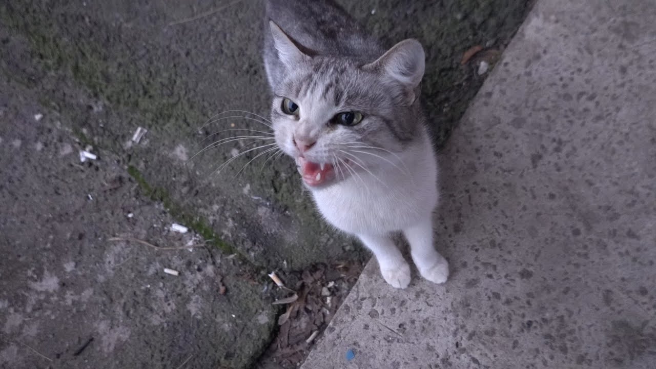Cat meow again from hunger