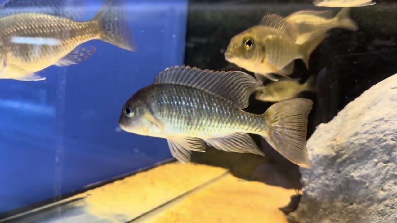 Lethrinops sp red cap itungi breeding group