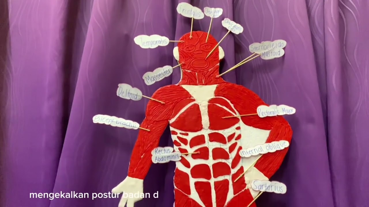 sistem mukuloskelatal