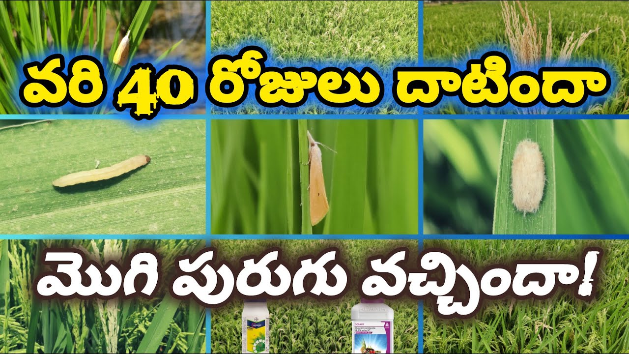 Effective management of rice stem borer|40-50 రోజుల్లో వరి కాండం తొలుచు పురుగు నివారణ చర్యలు|