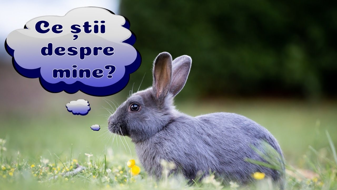 Iepurele