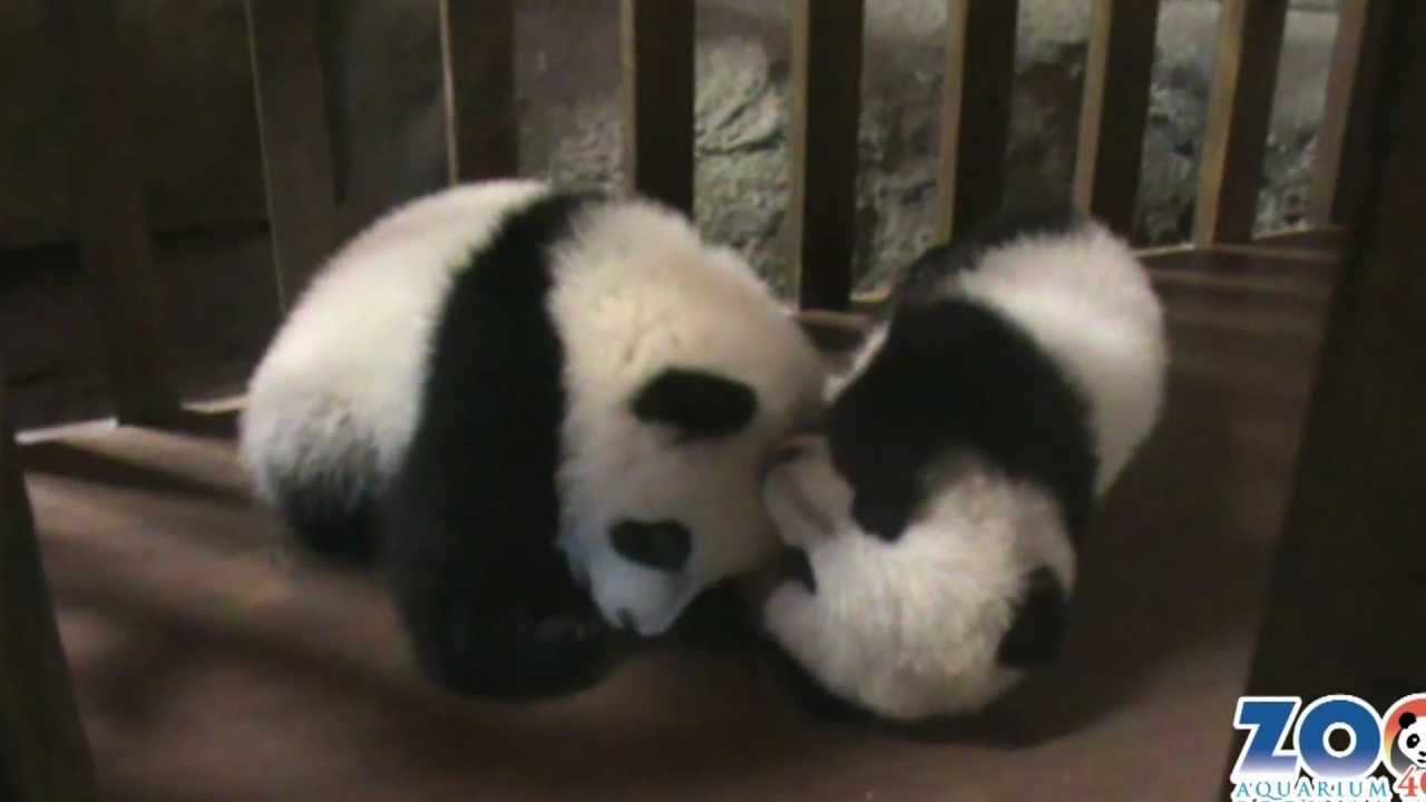 Cumpleaños de Los Pandas del Zoo. ¡Se hacen mayores!