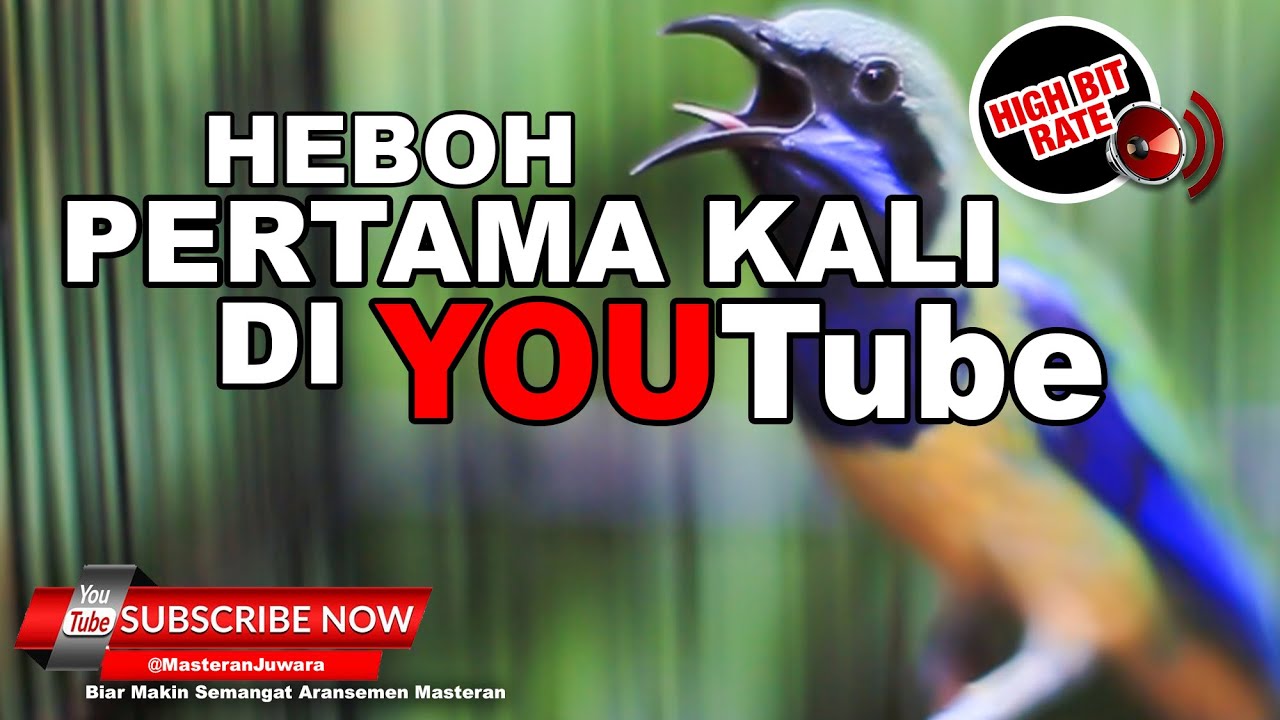 #1 🔴 Memang Ini Yang Dicari Para Pemain❗️Masteran Cucak Cungkok Isian Terbaik
