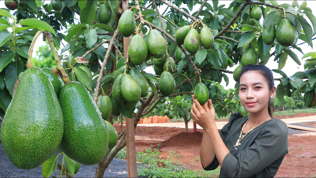 Harvest avocado in my homeland - Healthy fruit