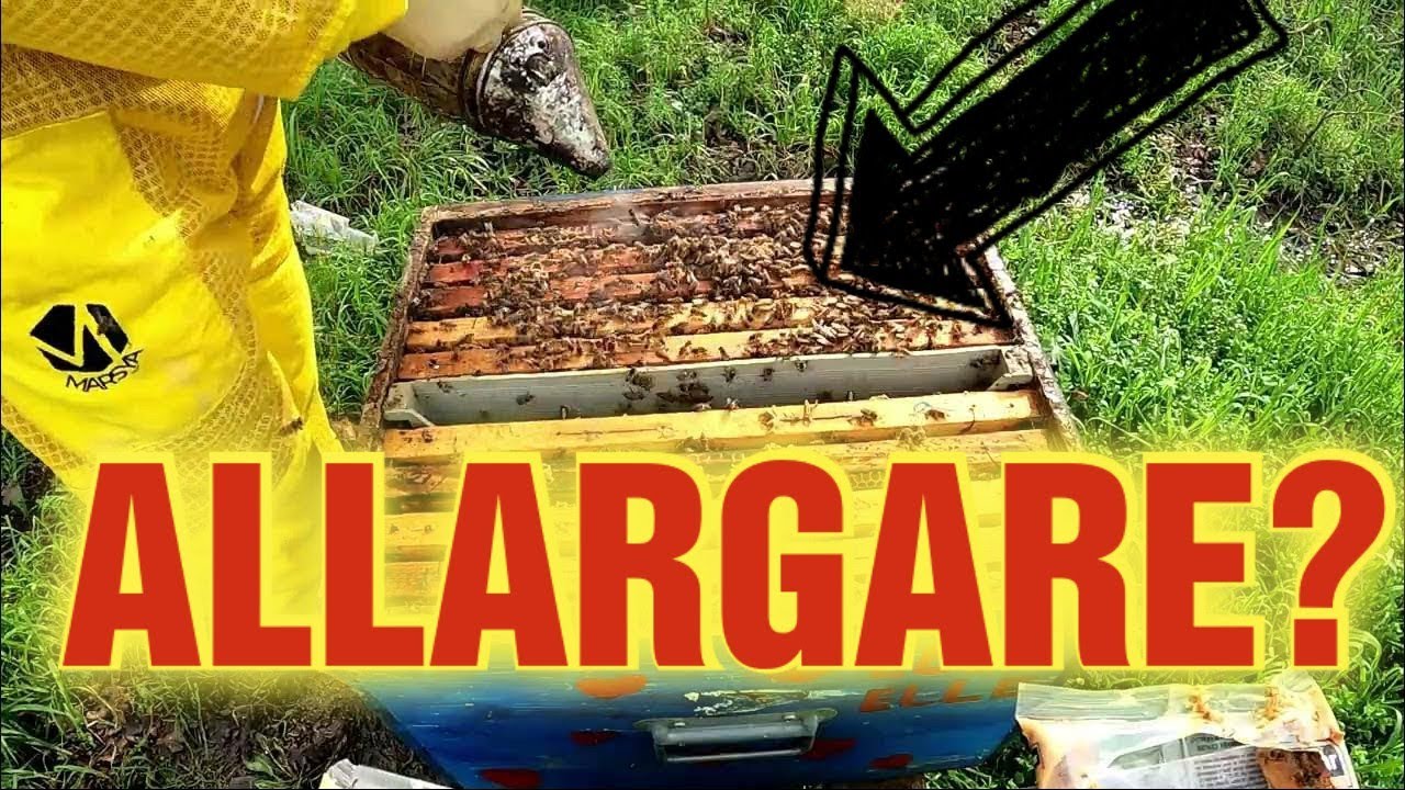 Apicoltura CD: Allargare i nidi adesso? Vediamo quando puoi farlo!