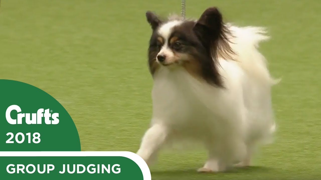 Toy Group Judging | Crufts 2018