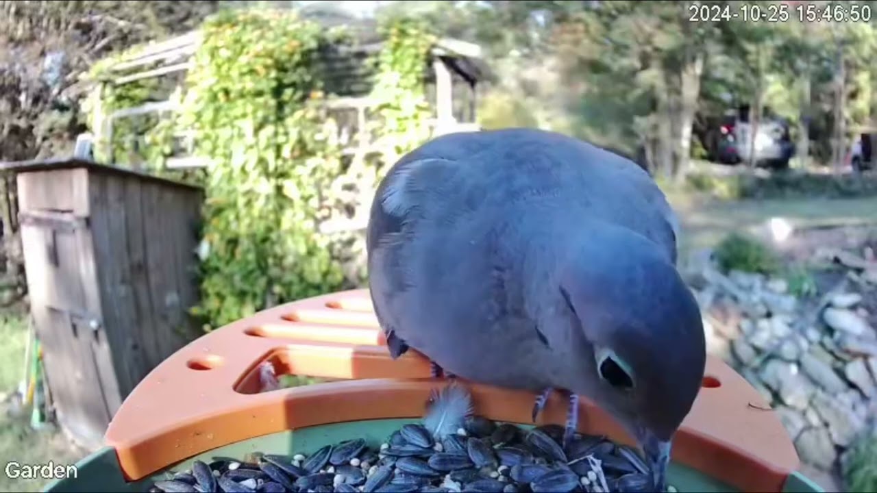 Vinguys Smart Bird Feeder Follow up