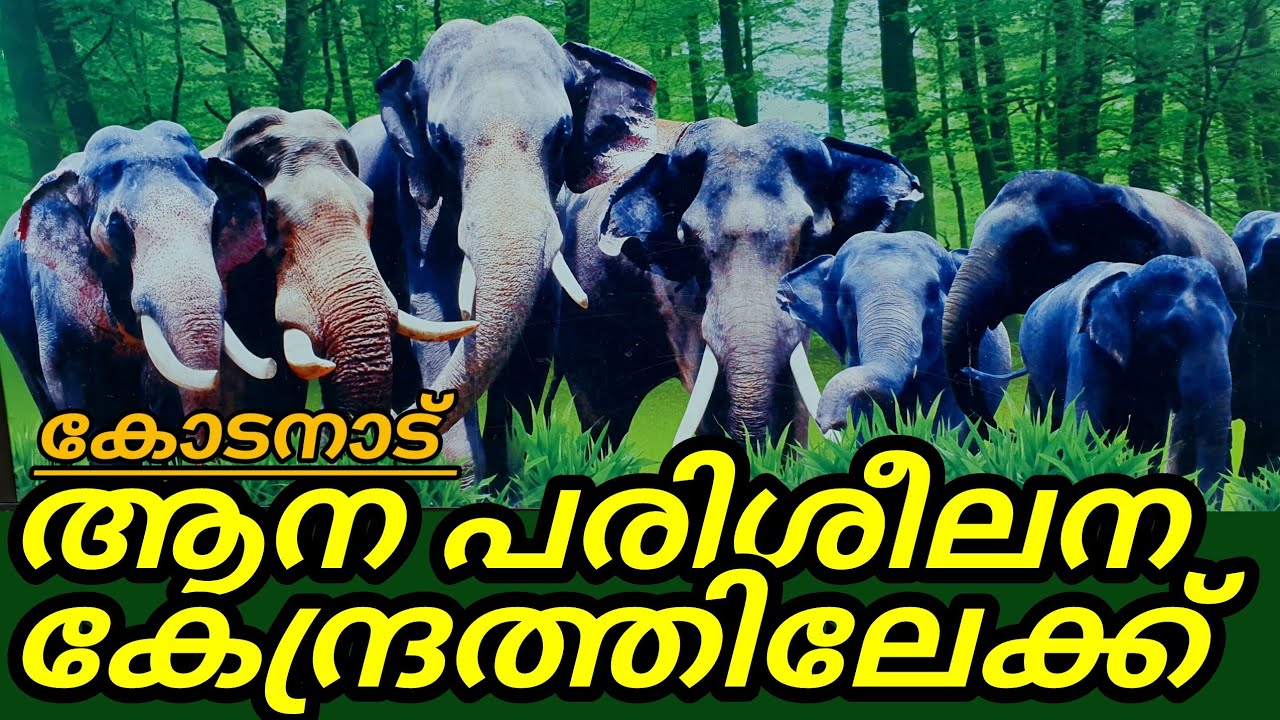 കോടനാട് അഭയാരണ്യം-ആന പരിശീലന കേന്ദ്രം  Elephant training center. Malayalam Mobile vlog by Anu CJ