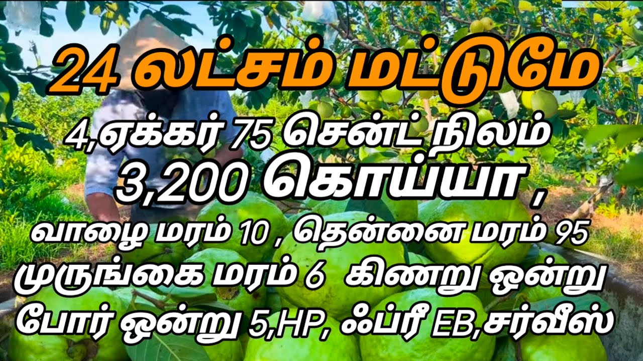 🍁Low price agri land sales🌾குறைந்த விலையில் விவசாய நிலம் விற்பனை🌴 low price farmhouse sales🏠✓