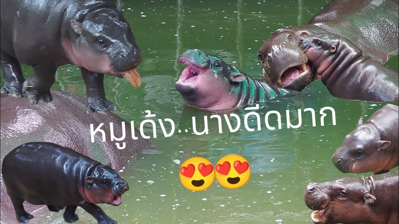 วันนี้น้องหมูเด้งดีดมากๆๆเด้งสุดติ่งกระดิ่งแมวเลย 😍😍🦛🦛💗💗 #หมูเด้ง #สวนสัตว์เปิดเขาเขียวชลบุรี