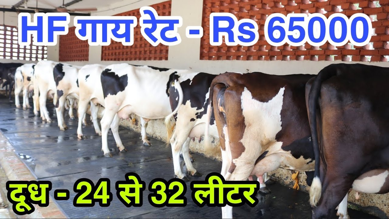 Top Class HF Cow in very Resnable Rate. Supply all over India 🇮🇳. Karnal(Haryana )