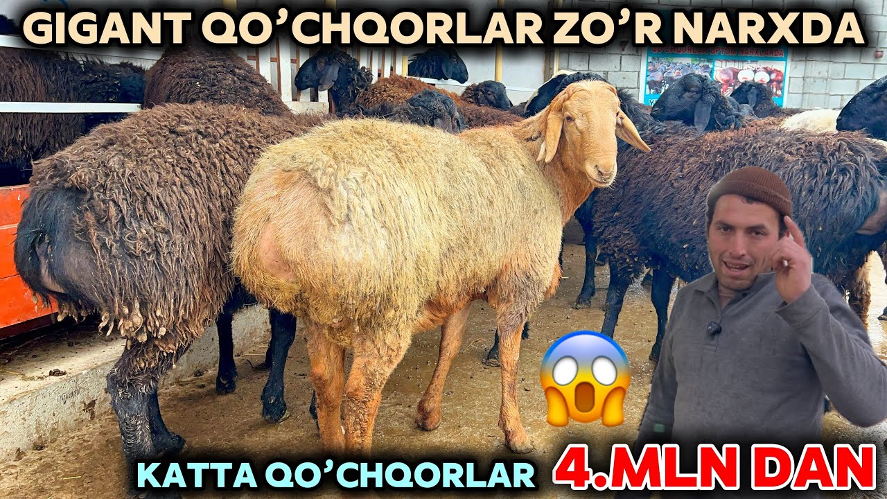 Ravshanbek aka yirik qo’chqorlar narxini arzonlatdi shoshiling puli arzonlari keldi gigant qo’ylar