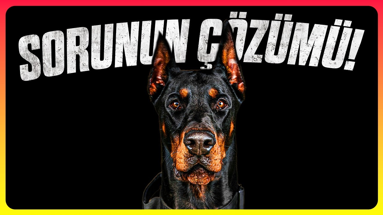 Sokak Köpeği Problemi Nasıl Çözülür?