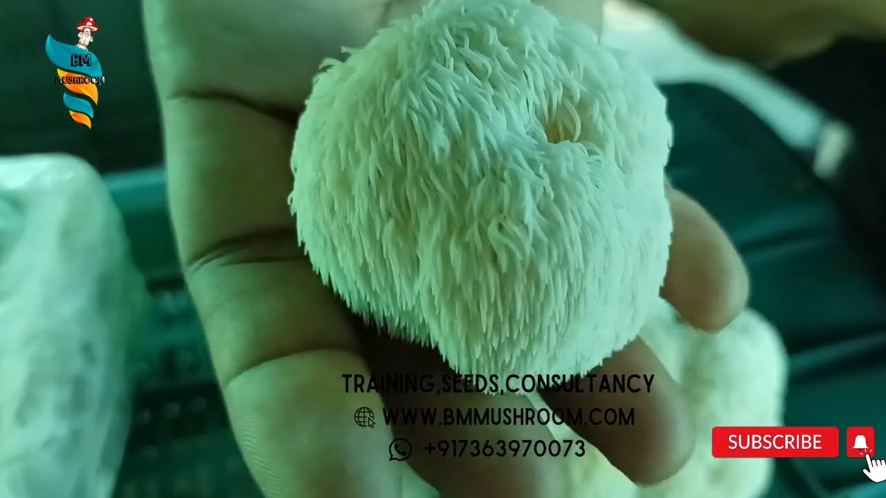 Harvesting the  Lion's Mane Mushroom: Nature's Hidden Treasure! 🍄✨