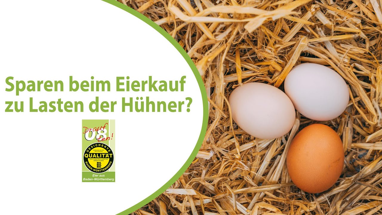 Billige Eier auf Kosten der H&uuml;hner: Ist Bodenhaltung f&uuml;r die Tiere verkraftbar?