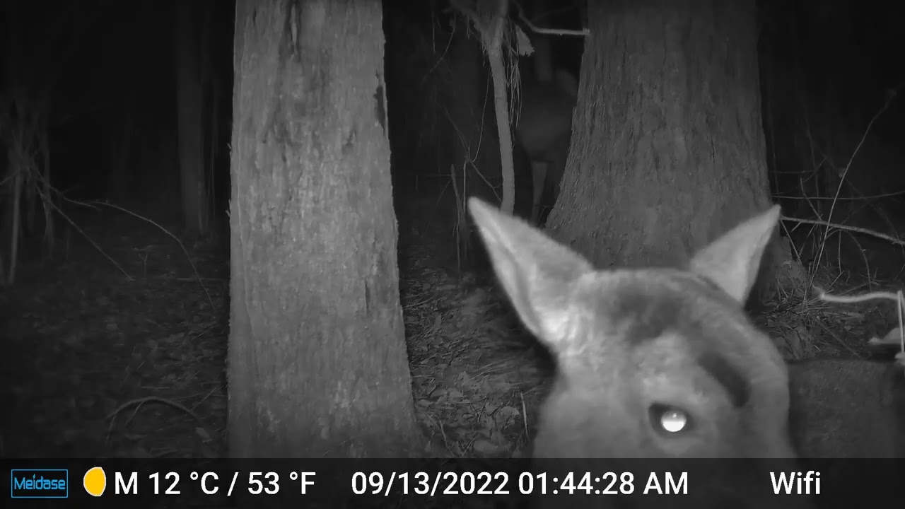 My surprise trail cam find.
