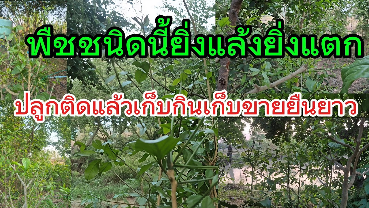 ผักหวานป่ายิ่งแล้งยิ่งแตกสร้างรายได้ทุกวัน #ผักหวานป่า   #เกษตรผสมผสาน #คลังอาหารหลังบ้าน 