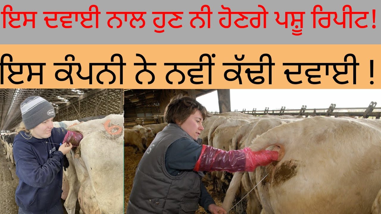 ਇਸ ਦਵਾਈ ਨਾਲ, ਪਸ਼ੂ ਕਦੀ ਵੀ ਨਹੀਂ ਹੋਣਗੇ, ਰਿਪੀਟ, ਵਾਰ ਵਾਰ ਨਹੀਂ ਖਾਣਗੇ ਫੇਰ! Kudrat dairy farm !