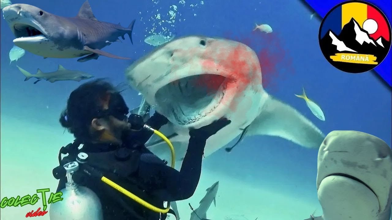 Întâlniri cu rechini tigru! Cei mai periculoși prădători subacvatici 🦈