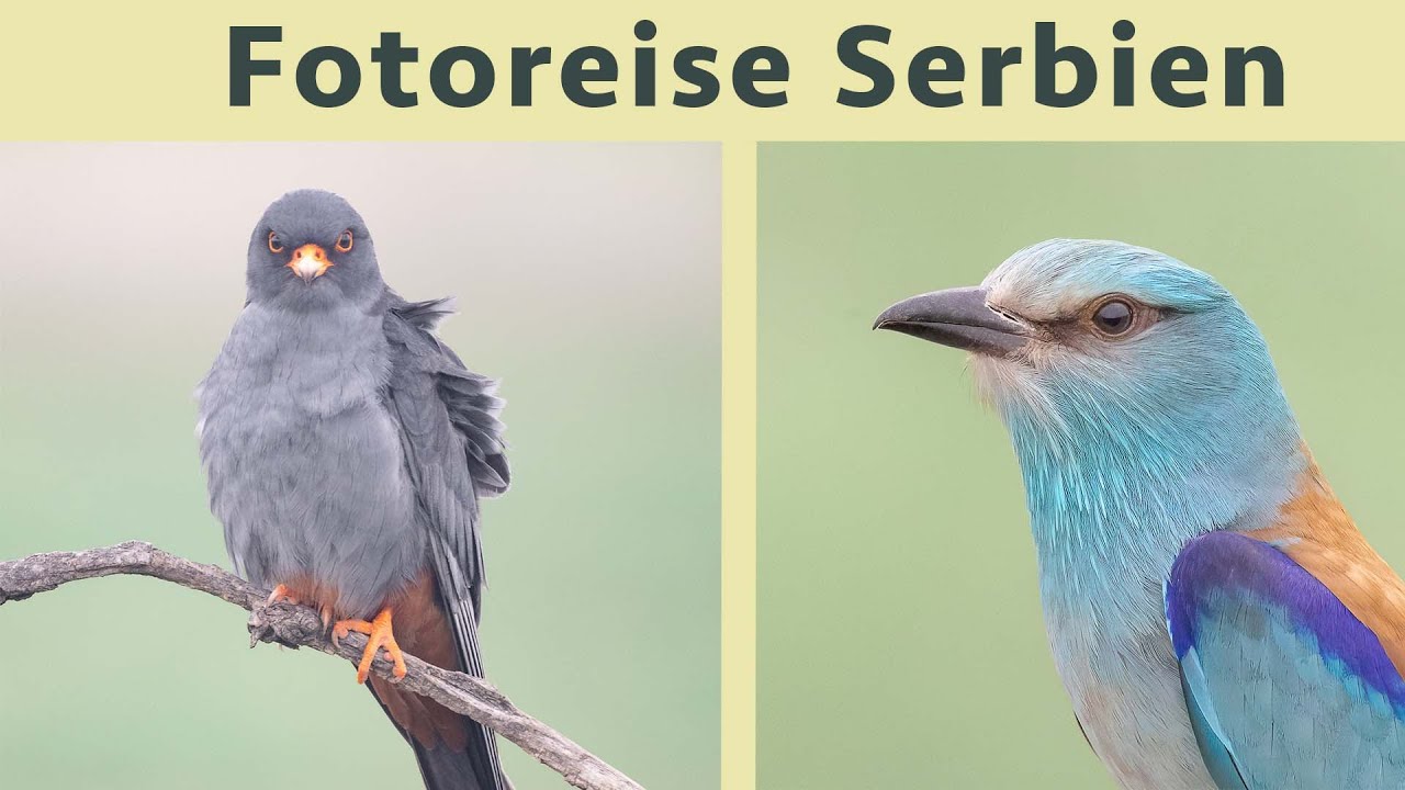 Vogelfotografie in Serbien - Hinter den Kulissen meiner Reise zu diversen Fotoverstecken
