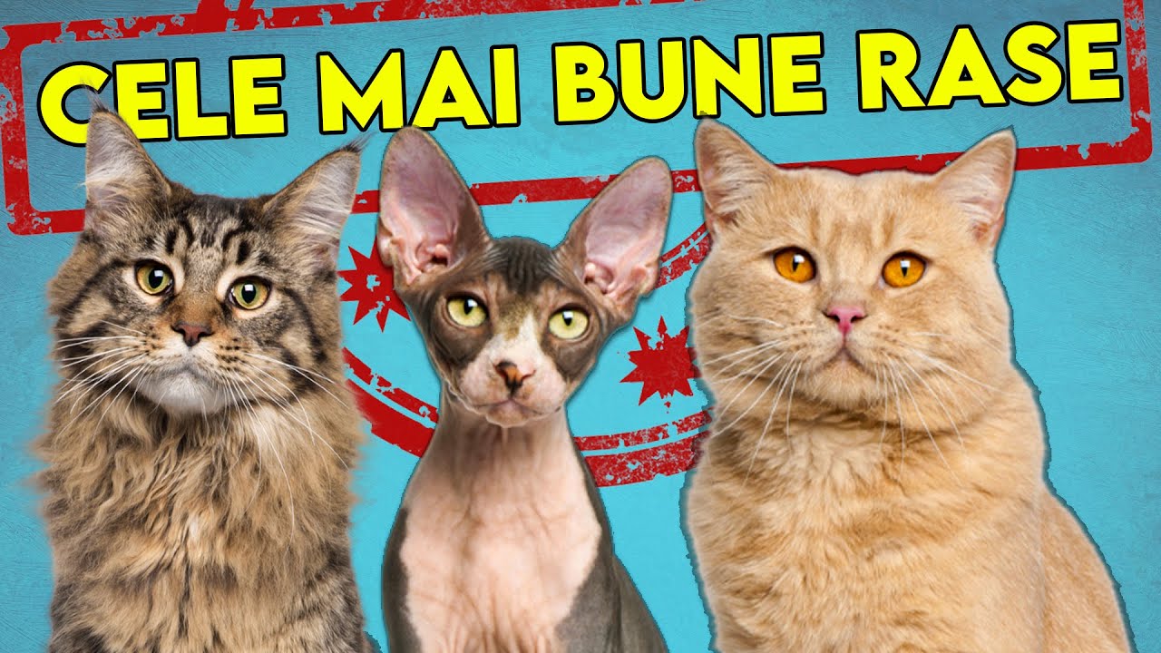 Cele Mai Bune Rase De Pisici Pentru INCEPATORI