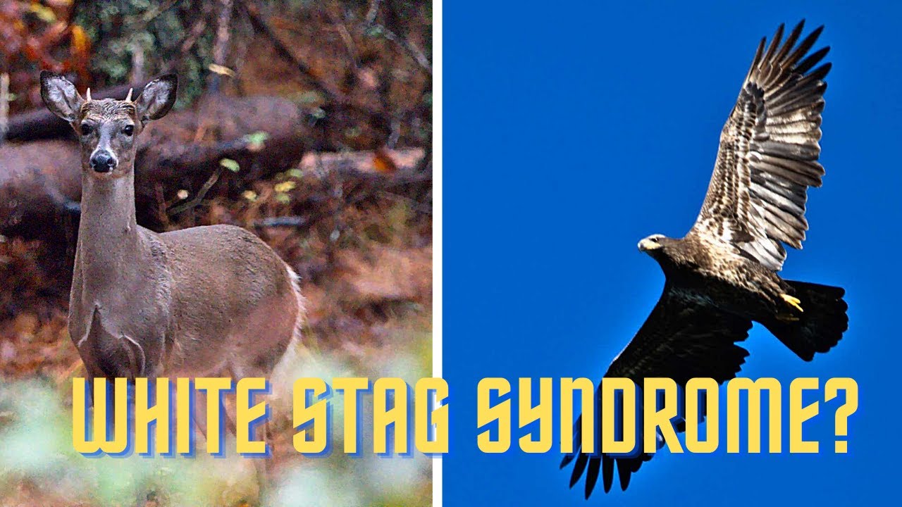 Wildlife Photography - Chasing Ghosts - Failed Search for the Bald Eagle?