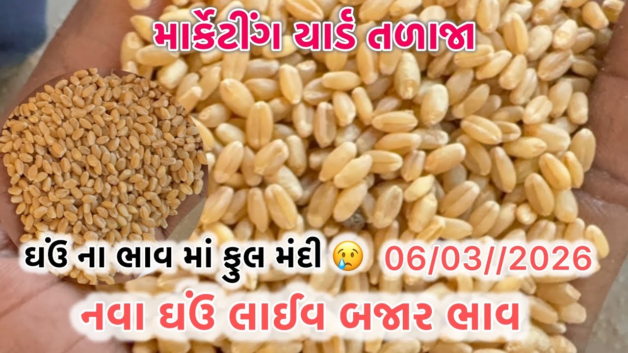 નવા ઘઉં લાઈવ હરાજી તળાજા માર્કેટ યાર્ડ 06/03/2026  #talaja #wheat #rajkot #gondal #botad #market 