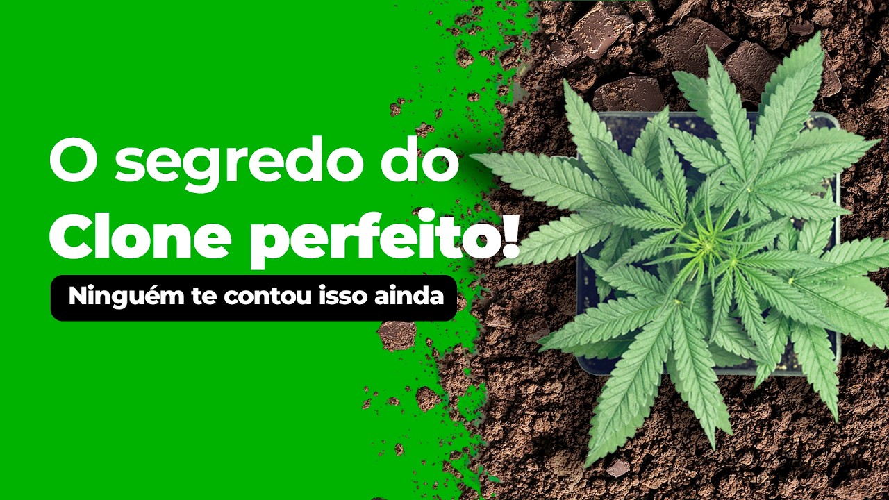 Como Fazer Clones de Cannabis: Guia Completo de Clonagem Indoor com Danillo Coelho