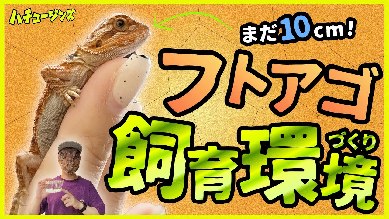 【フトアゴ】イベントで見つけた激かわベビーのために購入品で飼育環境づくり【爬虫類イベント】