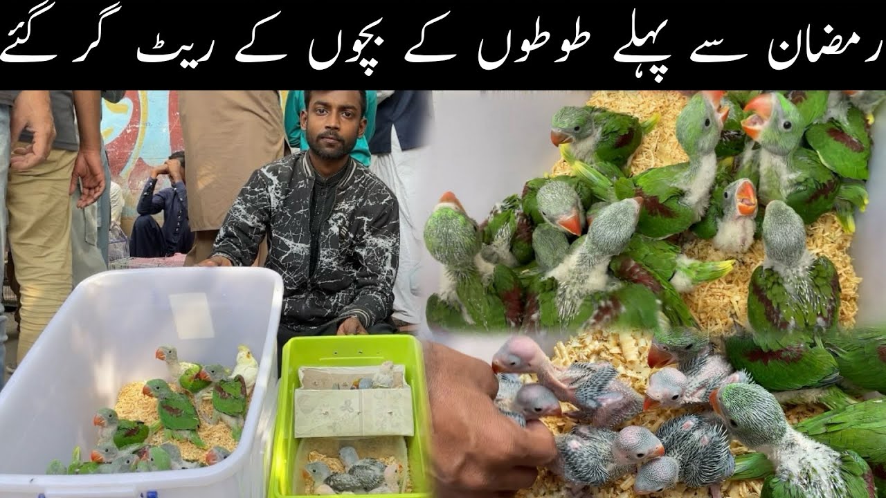 Lalukhet Exotic  Birds Market Sunday Video Latest Update 8-2-2026 in Urdu/Hindi