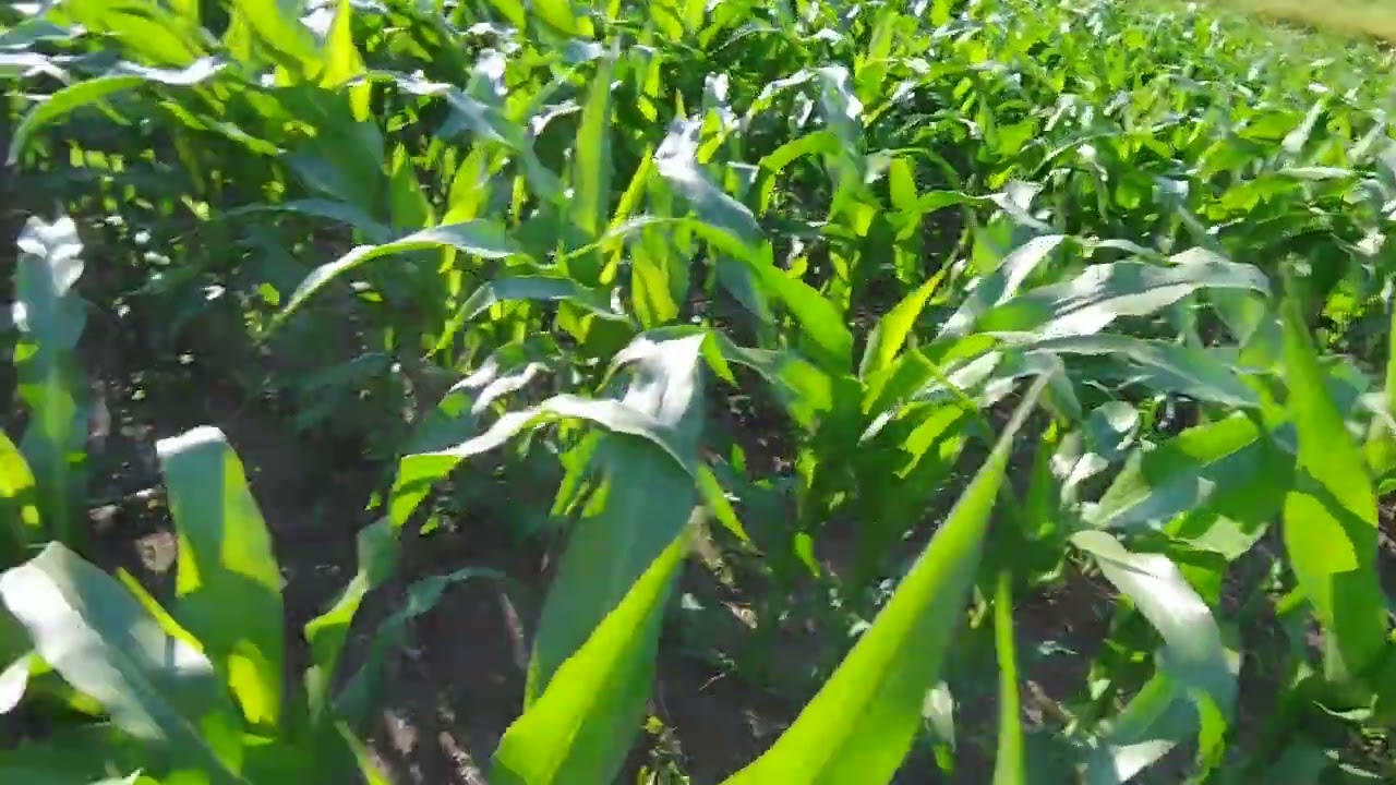 Korai vetés. P9363 patak part pihent főld .