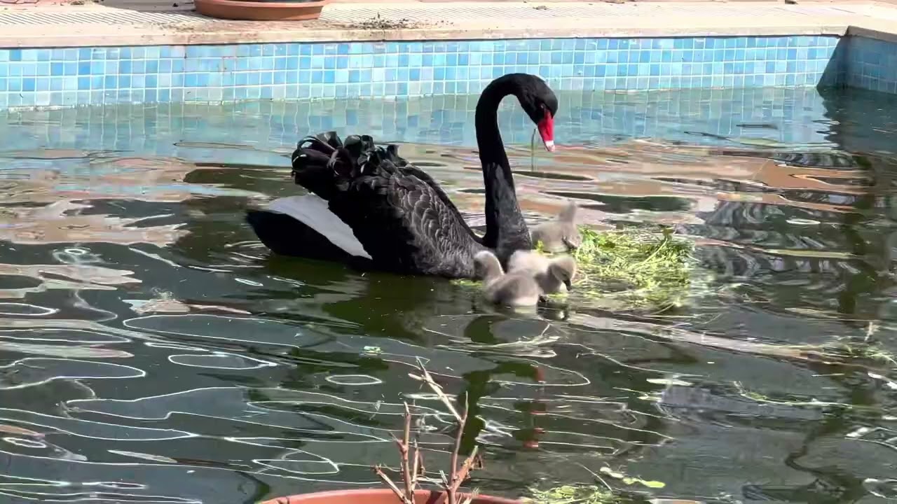 Anne kugu yavrulari havuza indirdi.. Kuğu uretimi hakkinda kisa bilgiler…