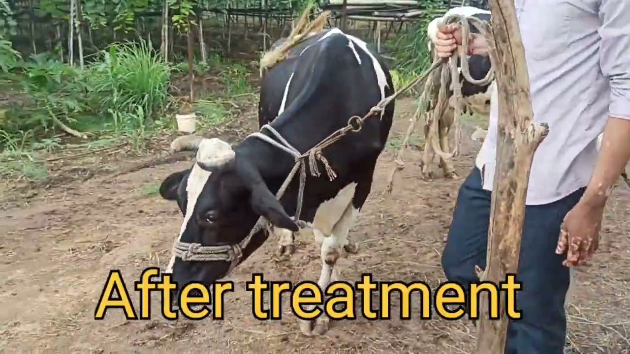 Nervine ketosis in crossbred cow