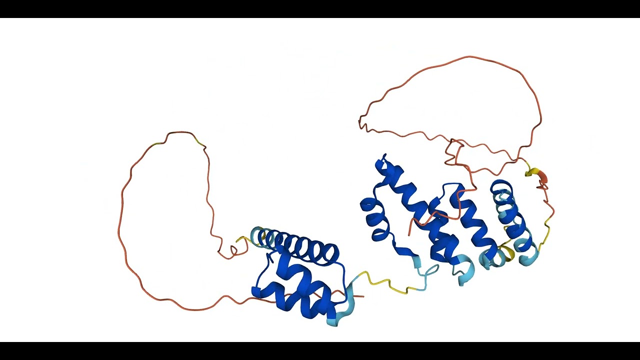 SIX3 protein 3D structure