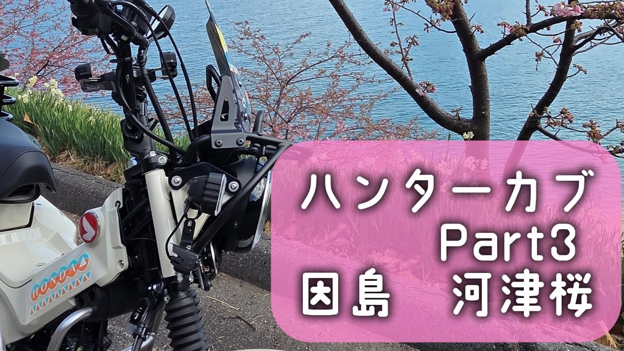 ハンターカブ　Part3　　因島の河津桜