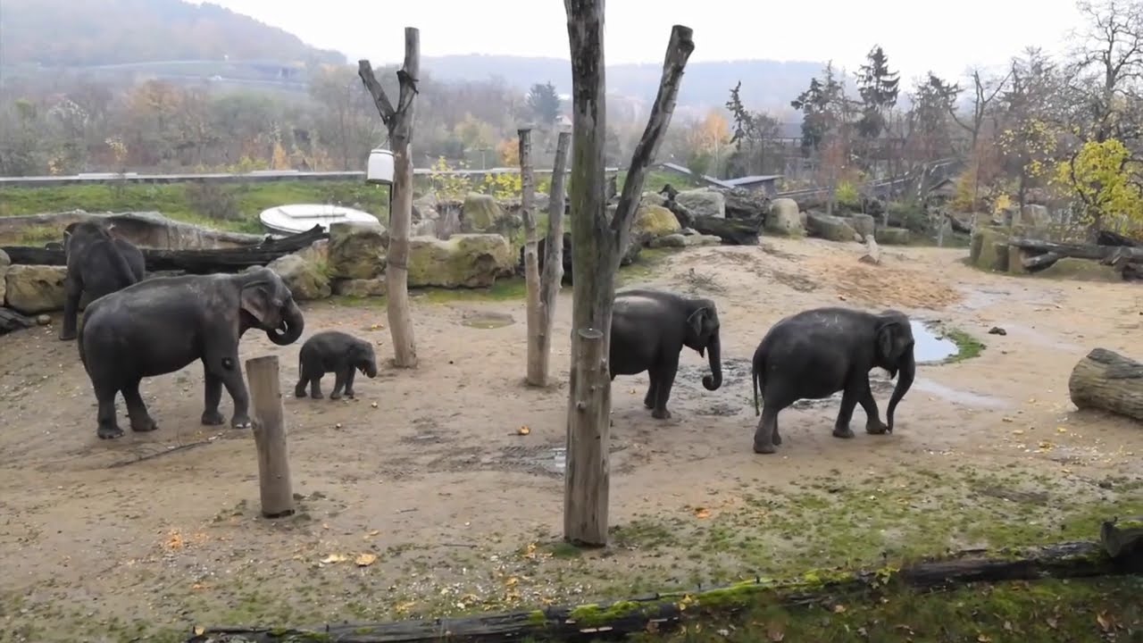 „Projděte se“ po Zoo Praha: Procházka v Údolí slonů (Marek Zýma)