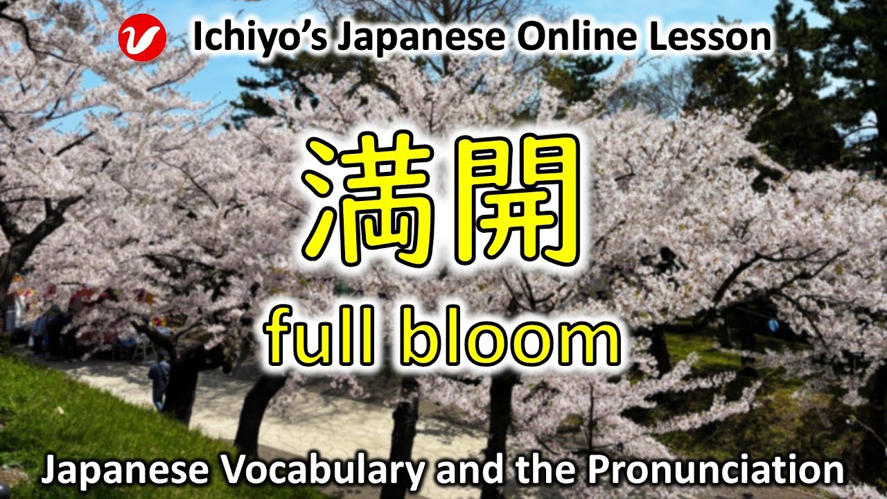 満開 (まんかい、mankai) | full bloom | Japanese Vocabulary and the Pronunciation