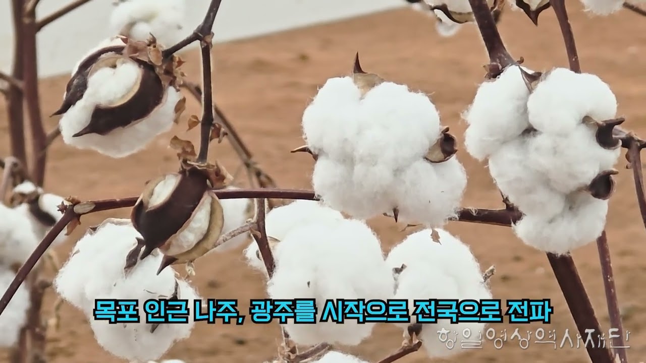 전남 목포시 고하도 - 일제 목화 수탈지